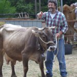 Vacca cabannina, Azienda agricola Autra di Alfredo Bagnasco (foto R. Sciutto)